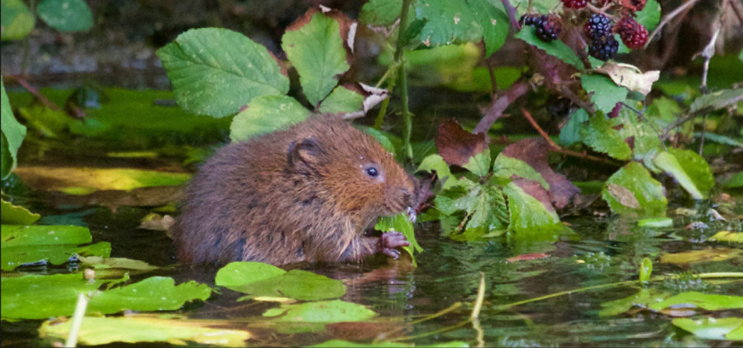Water vole at the Holnicote Estate
